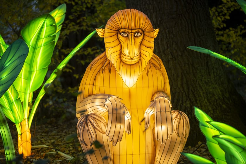Wystawa Garden of Lights: Dzika Azja we wrocławskim zoo, październik 2024